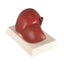 Silicone Liver Model For Medical Training