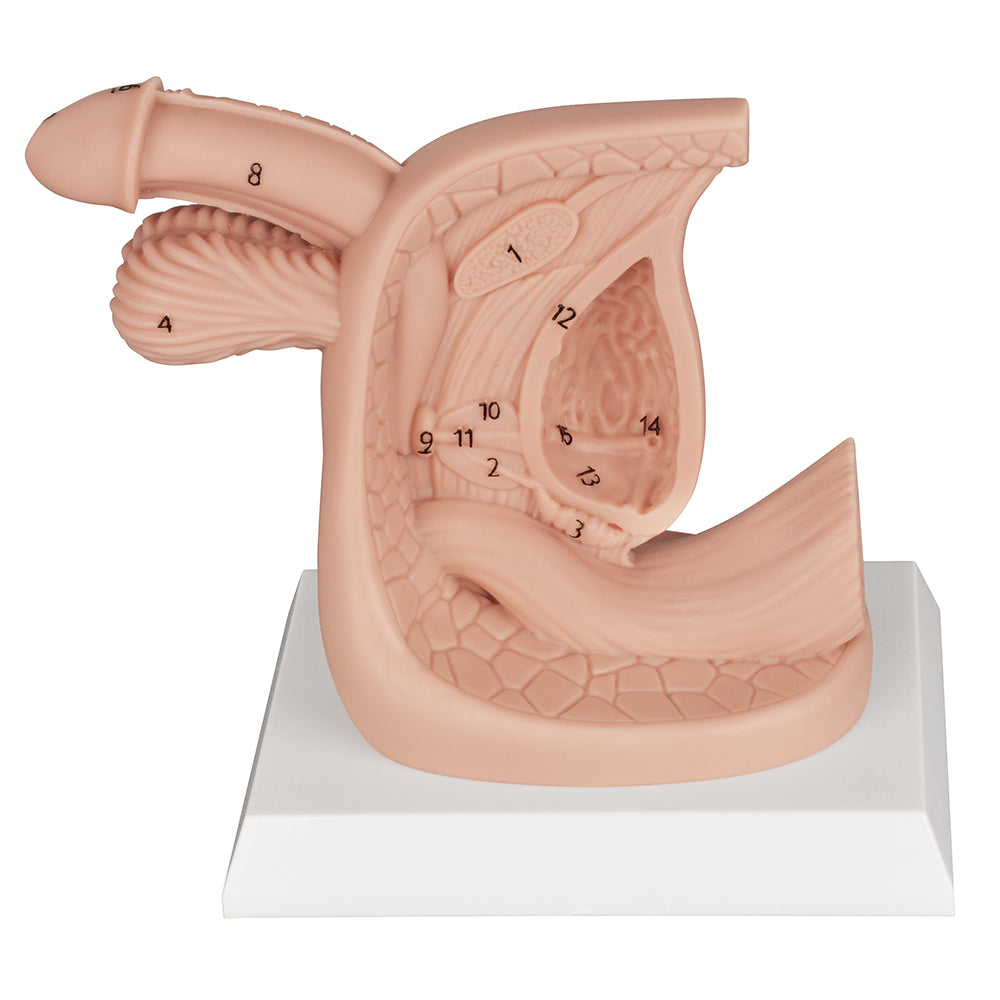 Silicone Male Catheter Practice Model