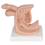 Silicone Male Catheter Practice Model