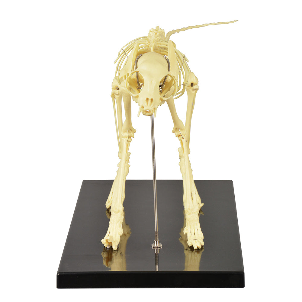 Skeletal Cat Model
