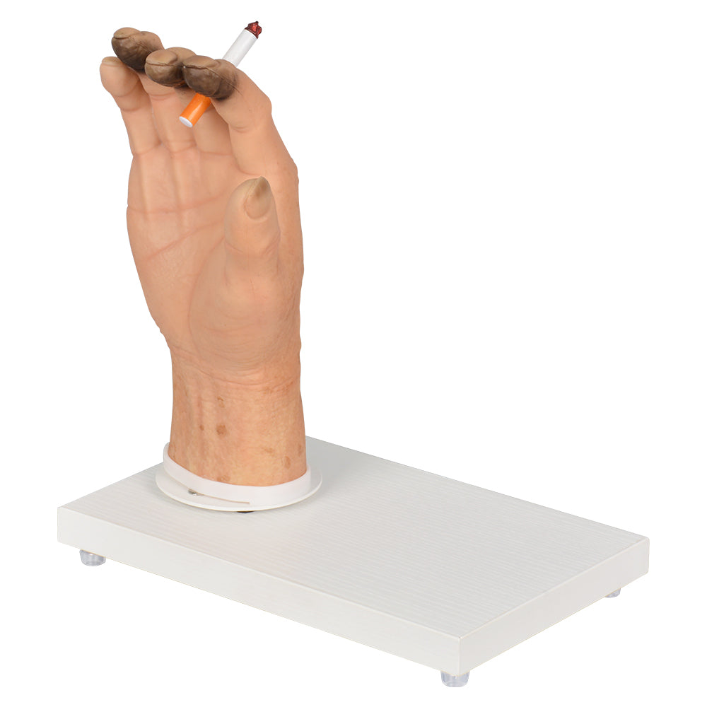 Smoker’s Hand Display Model