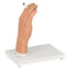 Smoker’s Hand Model With Display Stand