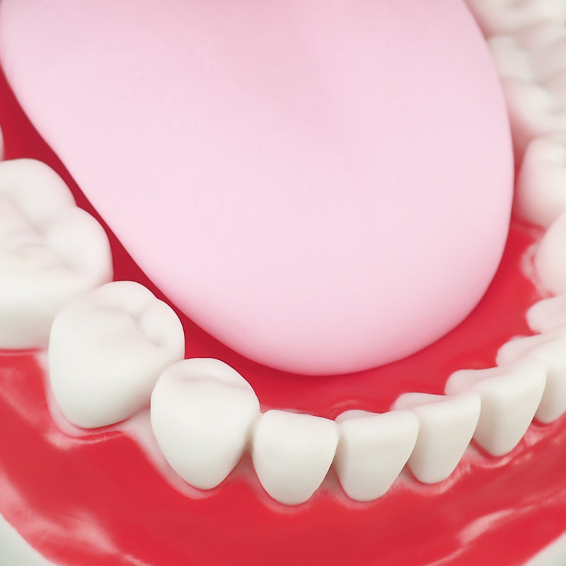 Soft tongue in dental teeth model