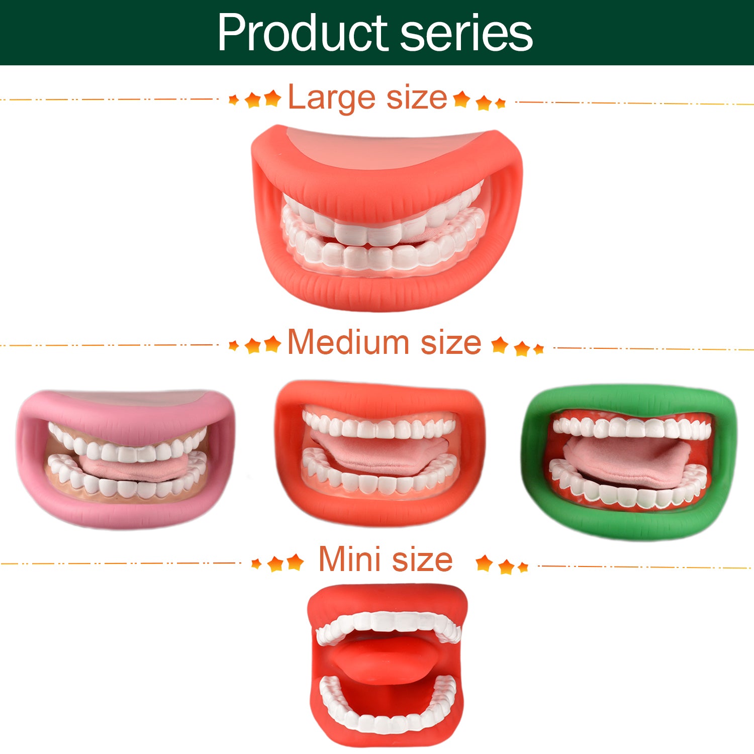 Speech Therapy Mouth Model Collection Display