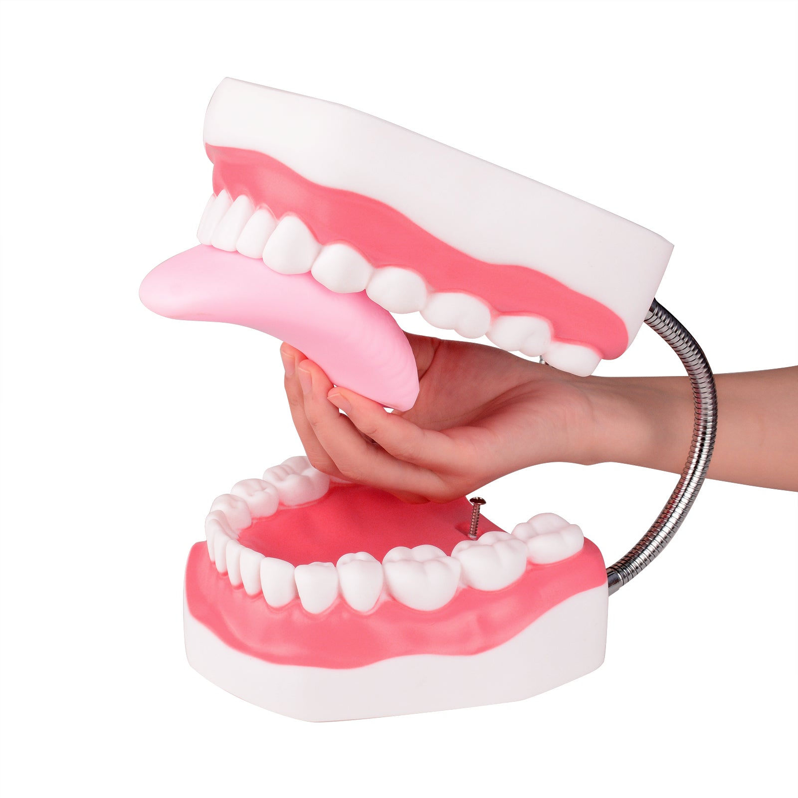 Speech Therapy Mouth Model with Detachable Tongue
