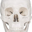 The Front View of Medarchitect Skull Anatomical Model
