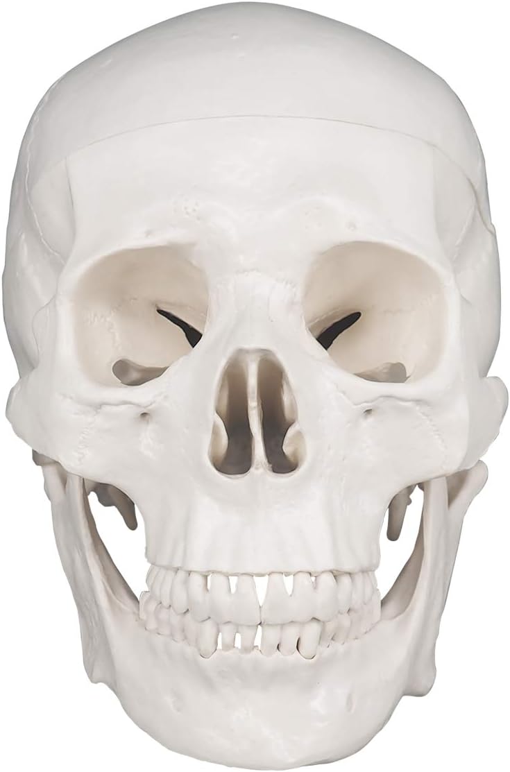 The Front View of Medarchitect Skull Anatomical Model