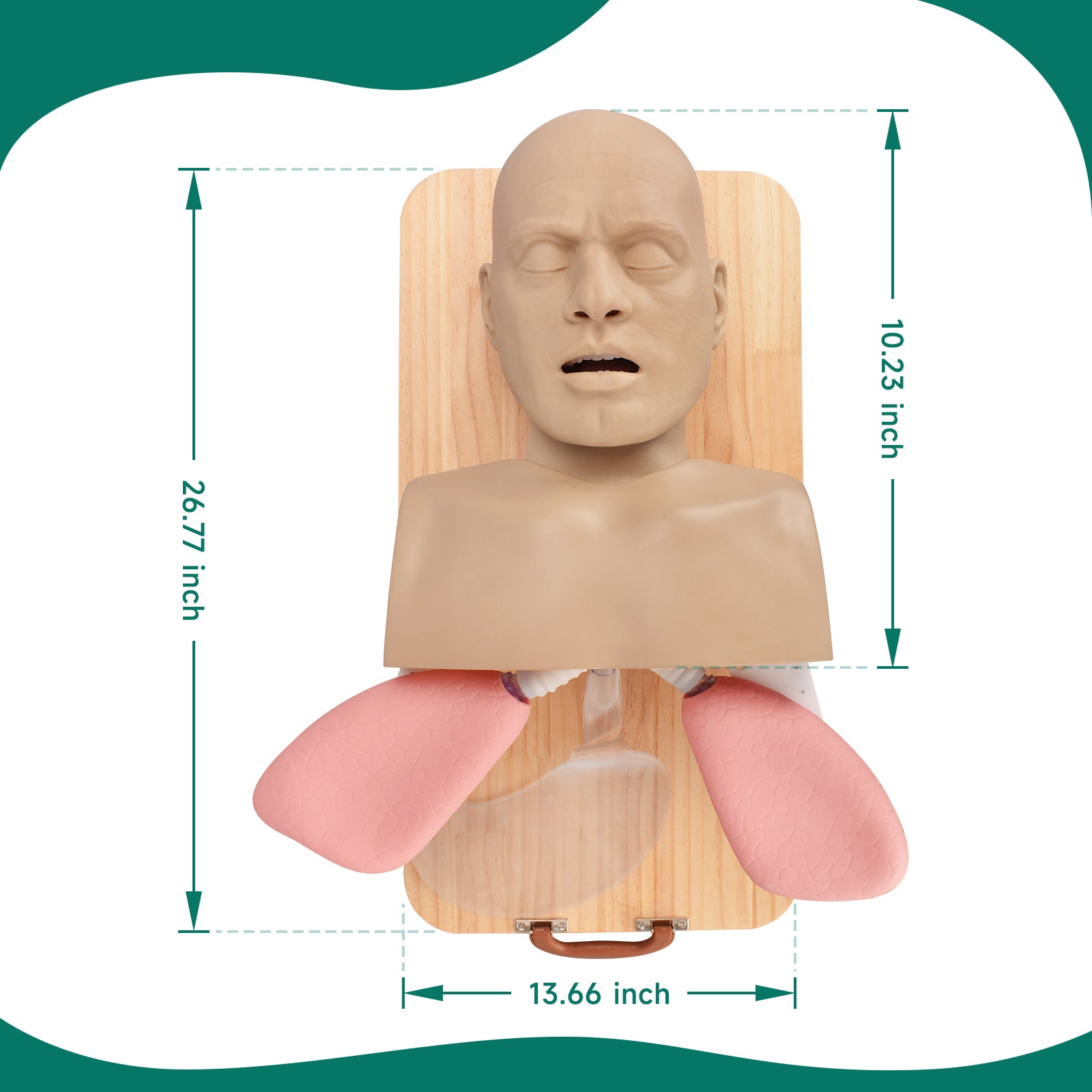 The Size Detail of Airway Management Manikin