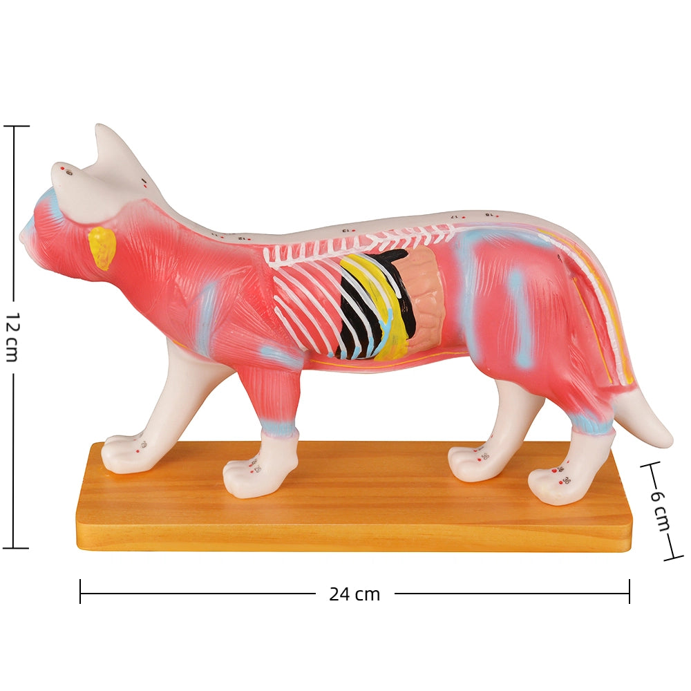 The Size Info of Cat Acupuncture Education Model