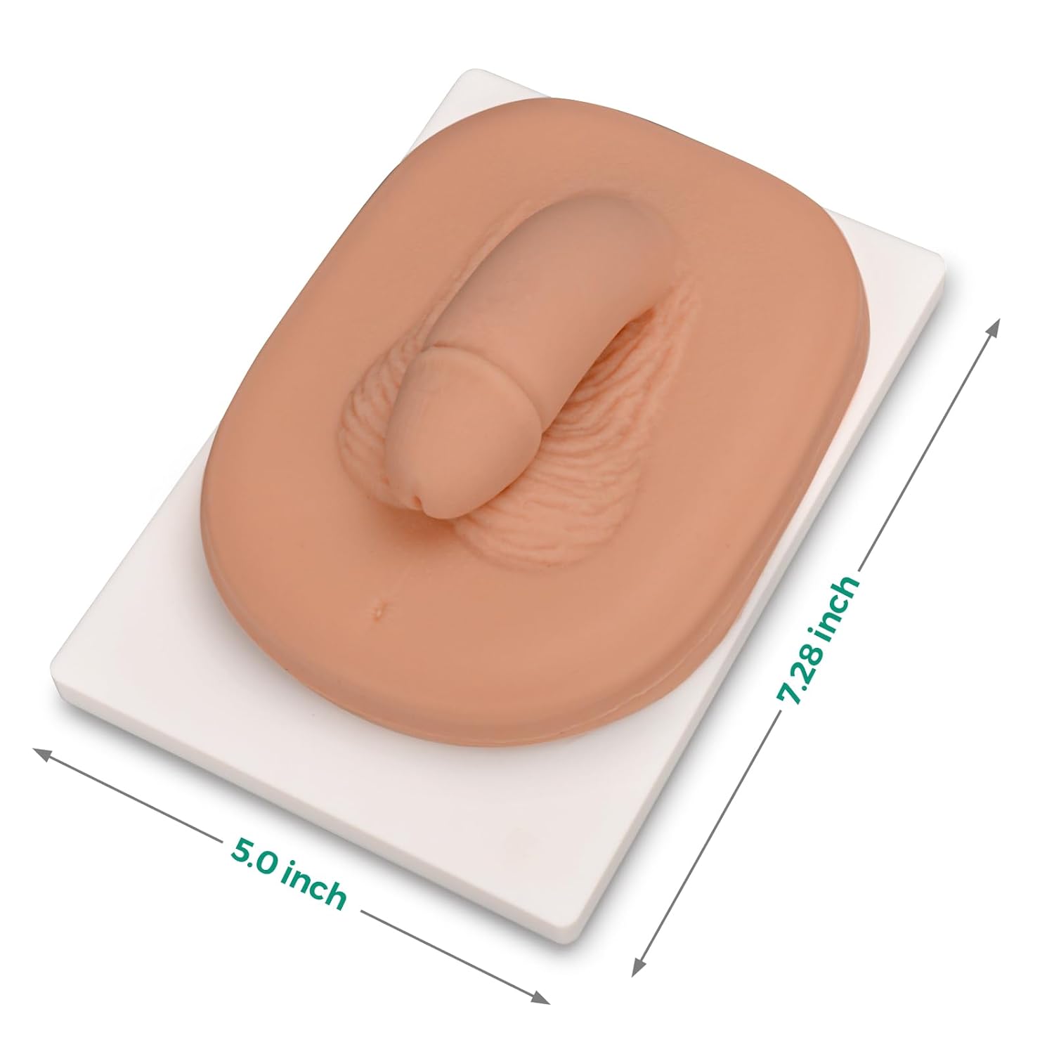 The Size Info of Circumcision Simulator for Medical Education