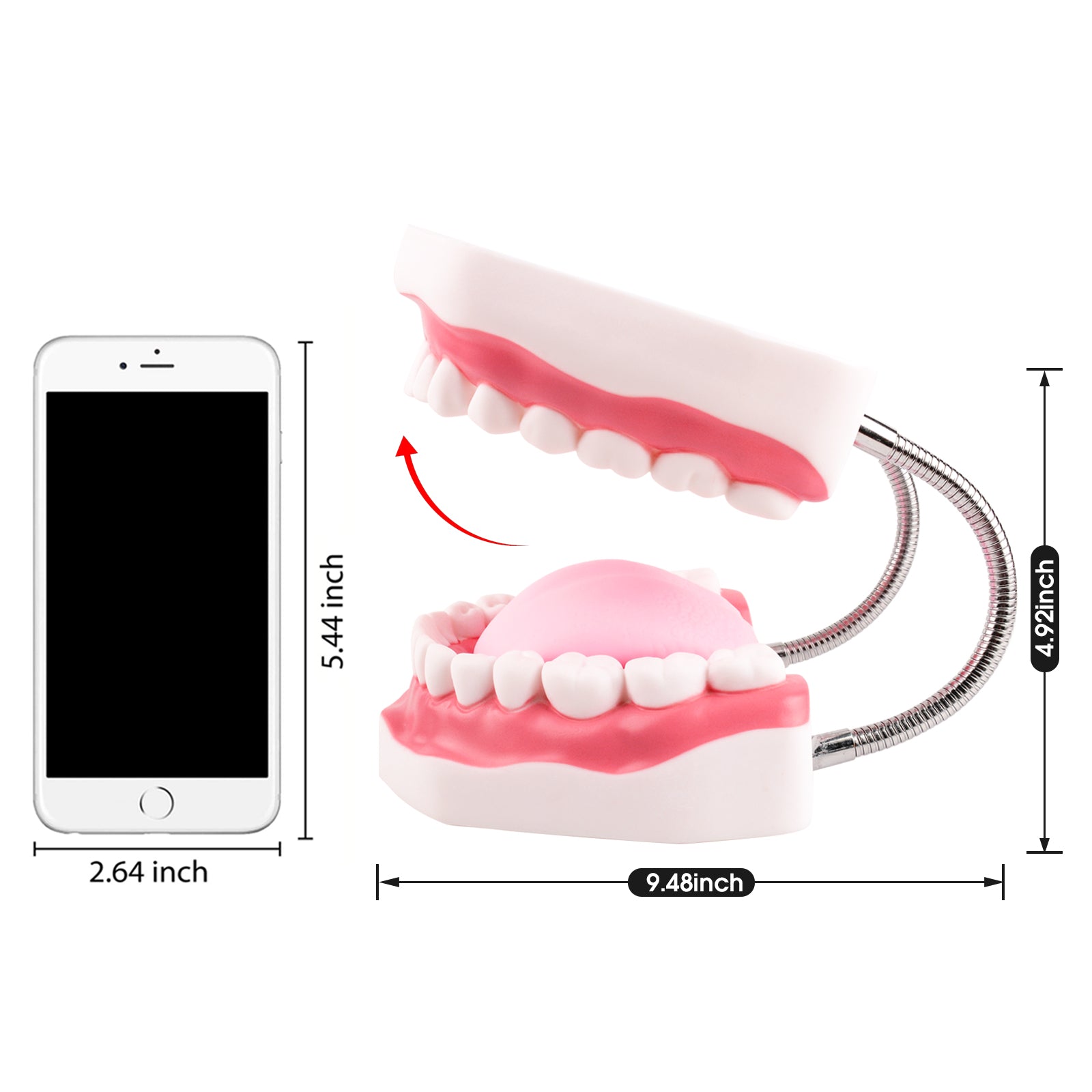 The Size Info of Large Speech Therapy Mouth Model