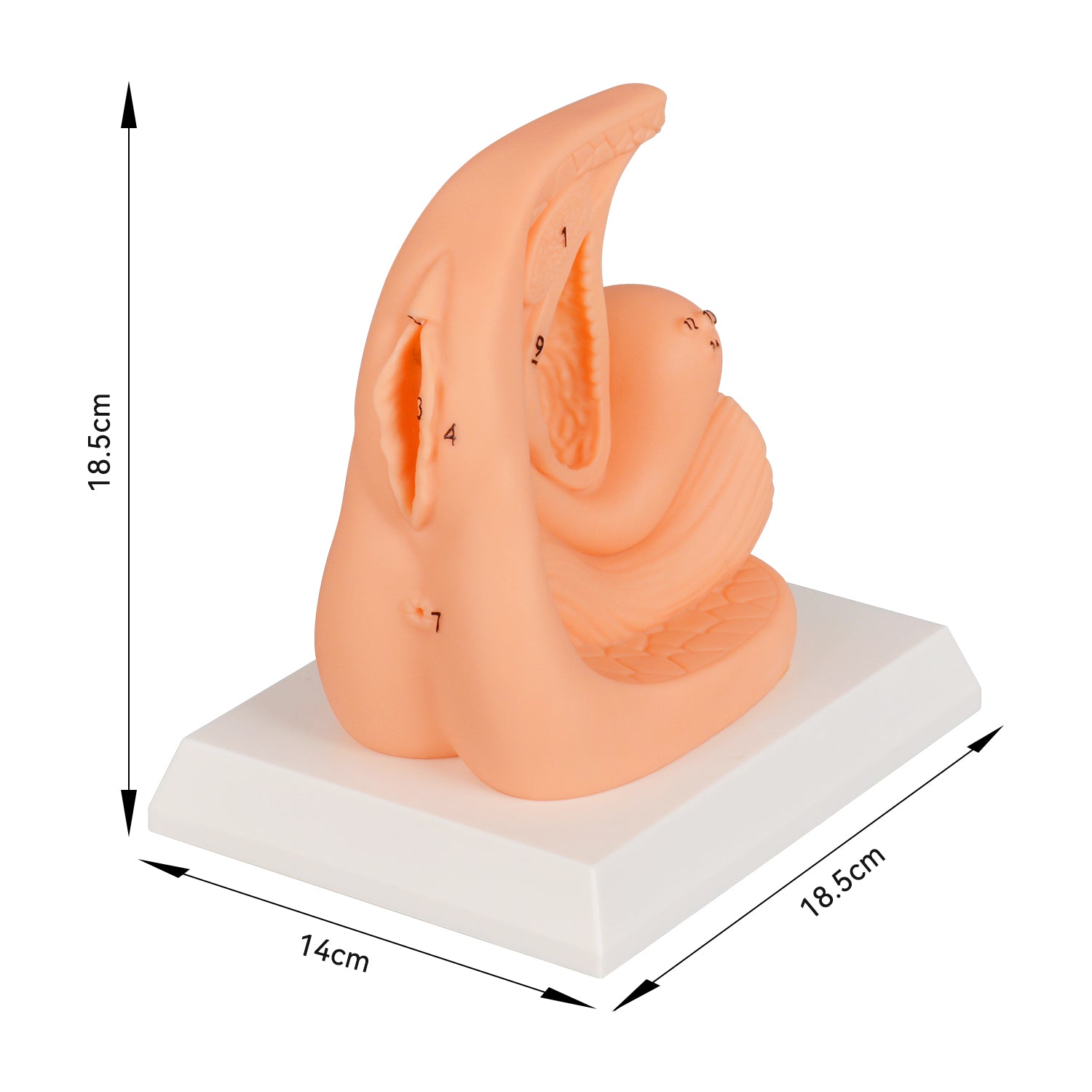 The Size Info of PVC Female Urinary Catheterization Training Model
