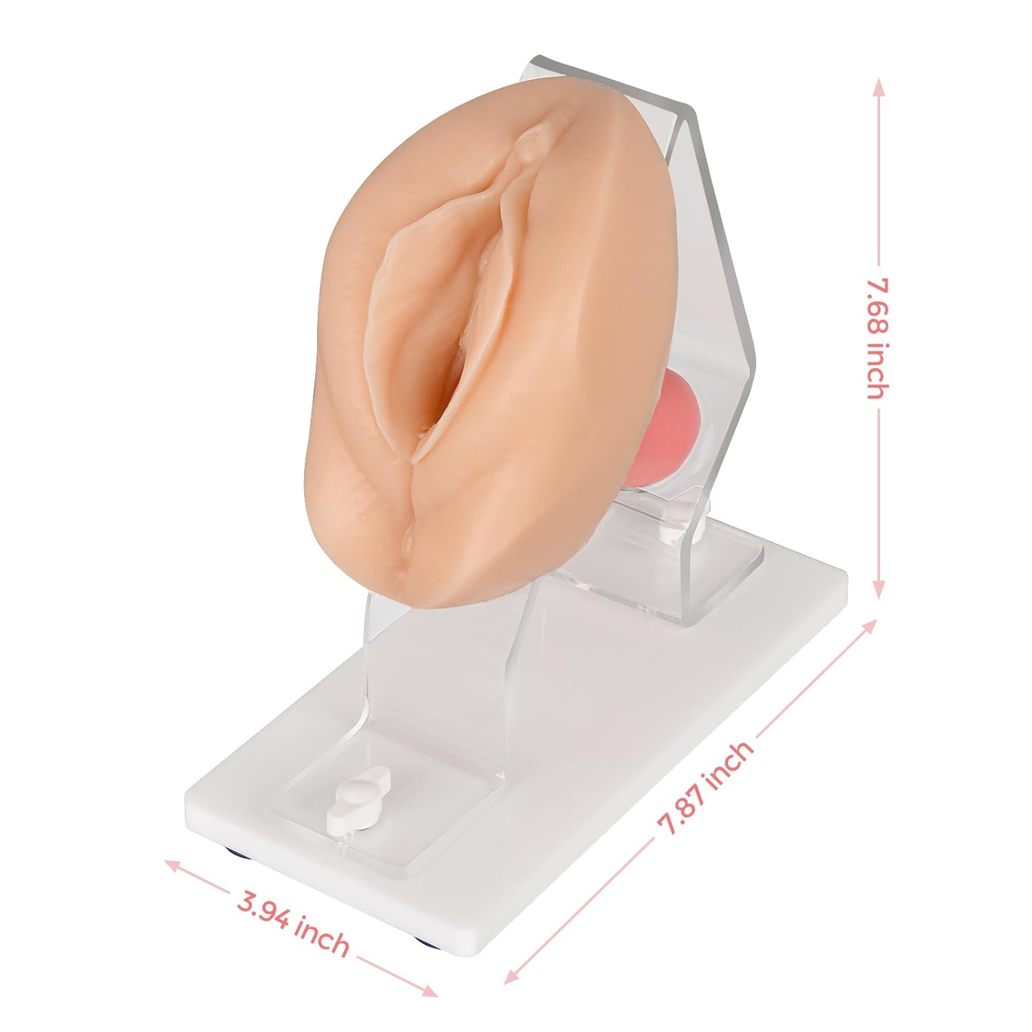 The Size Info of Pelvic Exam Training Model