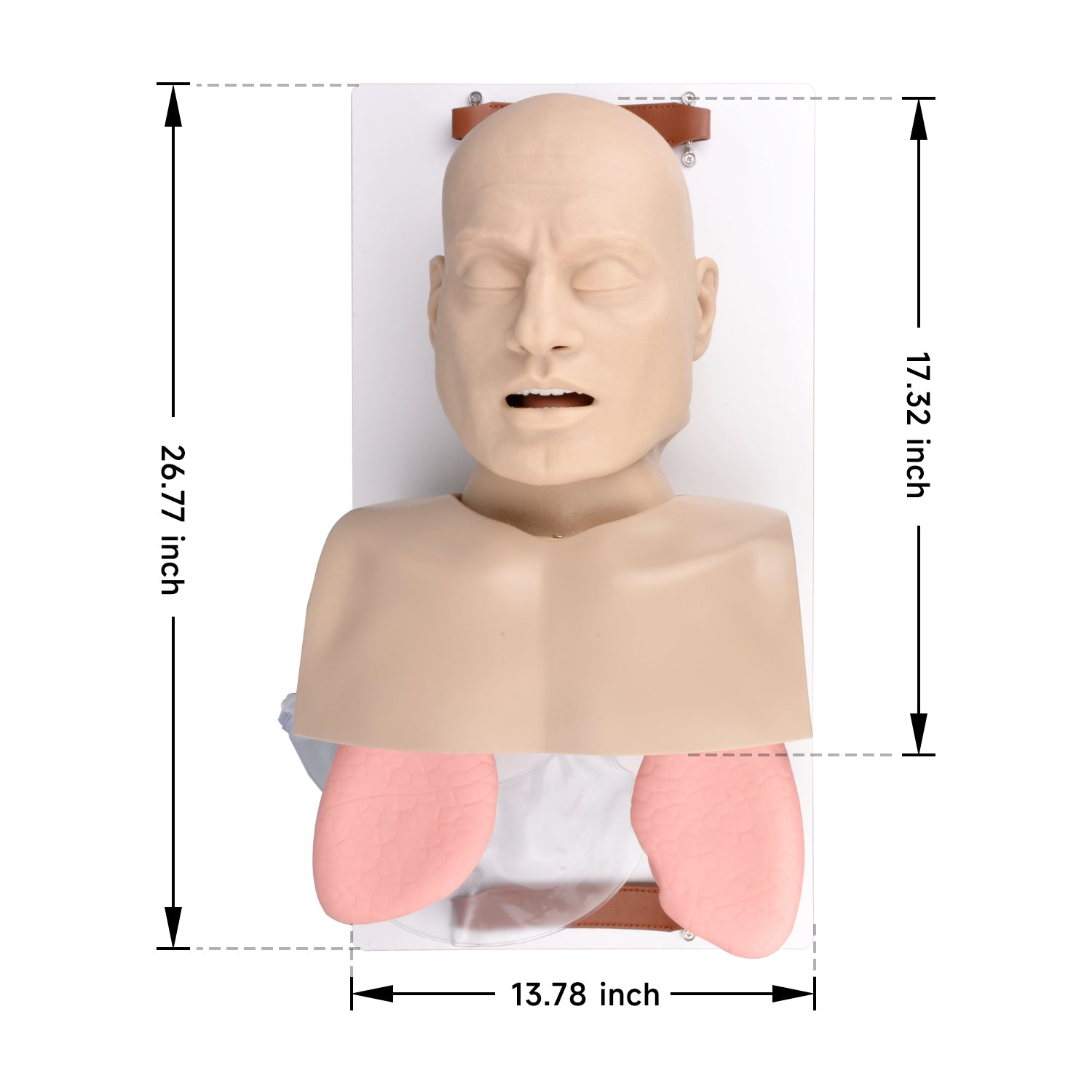 The Size Reference of Advanced Airway Management Trainer