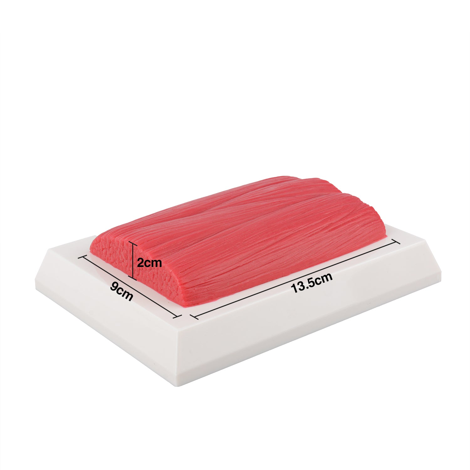 The Size of 1LB Muscle Model