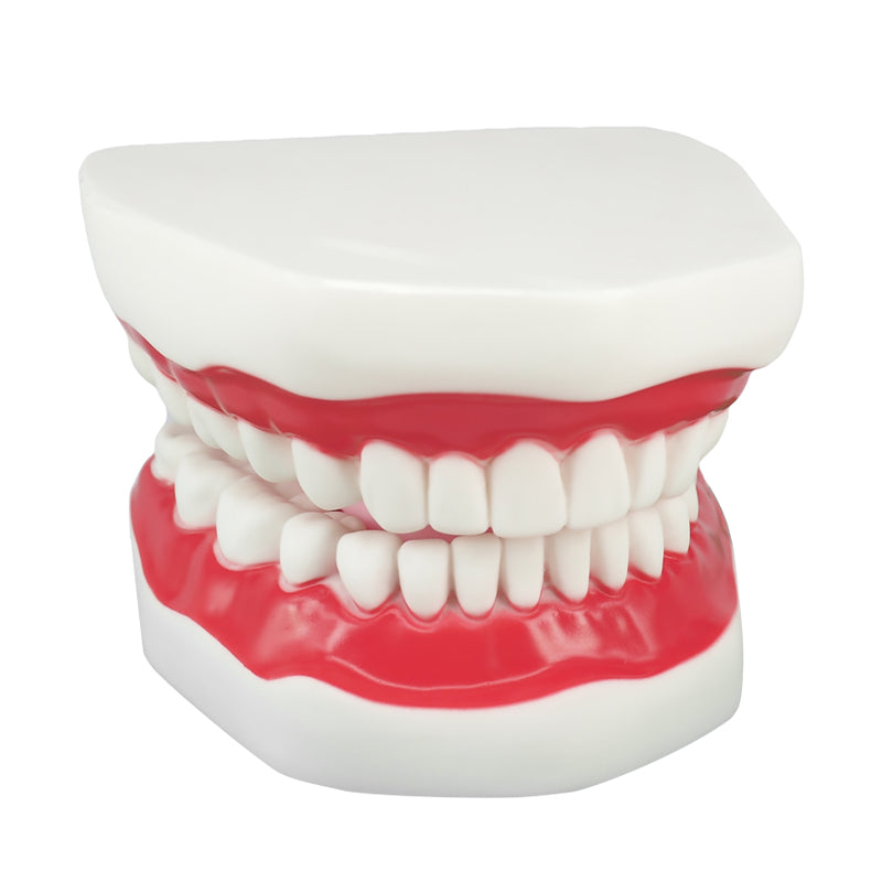 The dental model have complete 32 teeth