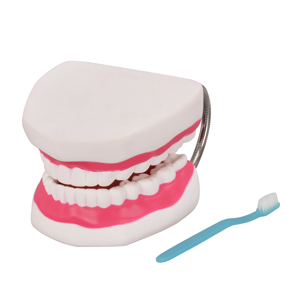 Toothbrush Included for Oral Health Education Model