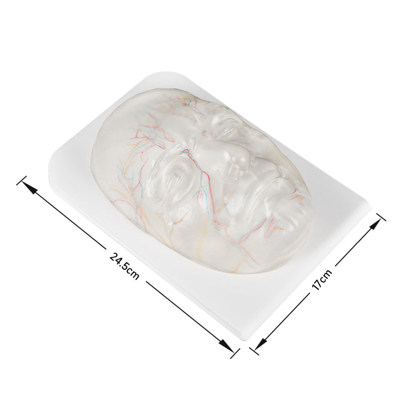 Transparent Facial Injection Training Model with Visible Nerves and Blood Vessels
