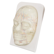 Transparent Facial Injection Training Model with Visible Nerves and Blood Vessels