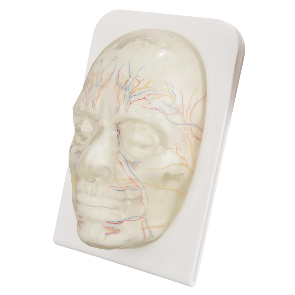 Transparent Facial Injection Training Model with Visible Nerves and Blood Vessels