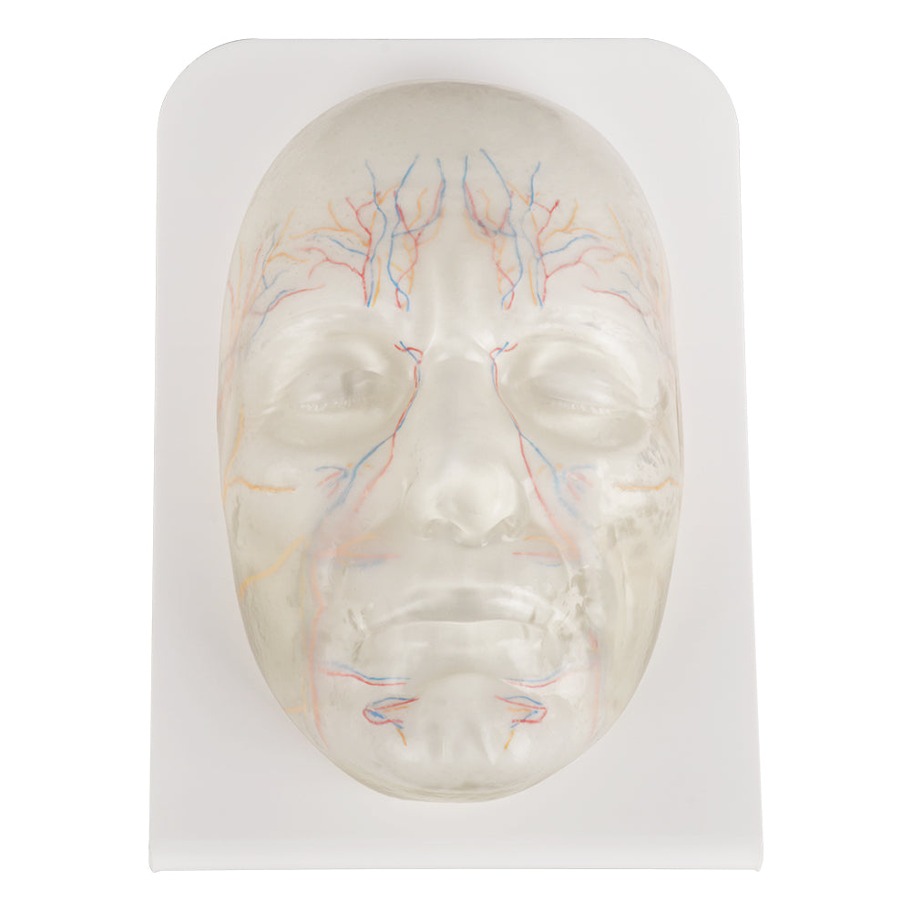 Transparent Facial Injection Training Model with Visible Nerves and Blood Vessels