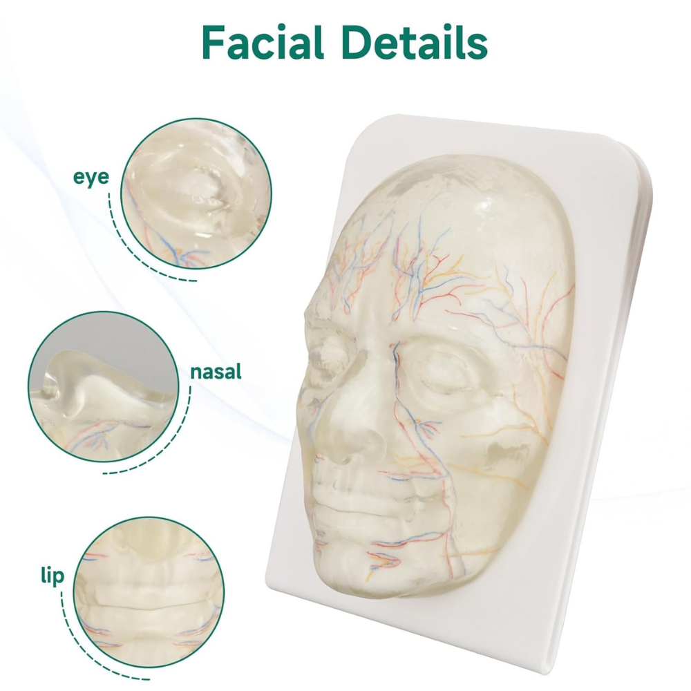 Transparent Facial Injection Training Model with Visible Nerves and Blood Vessels