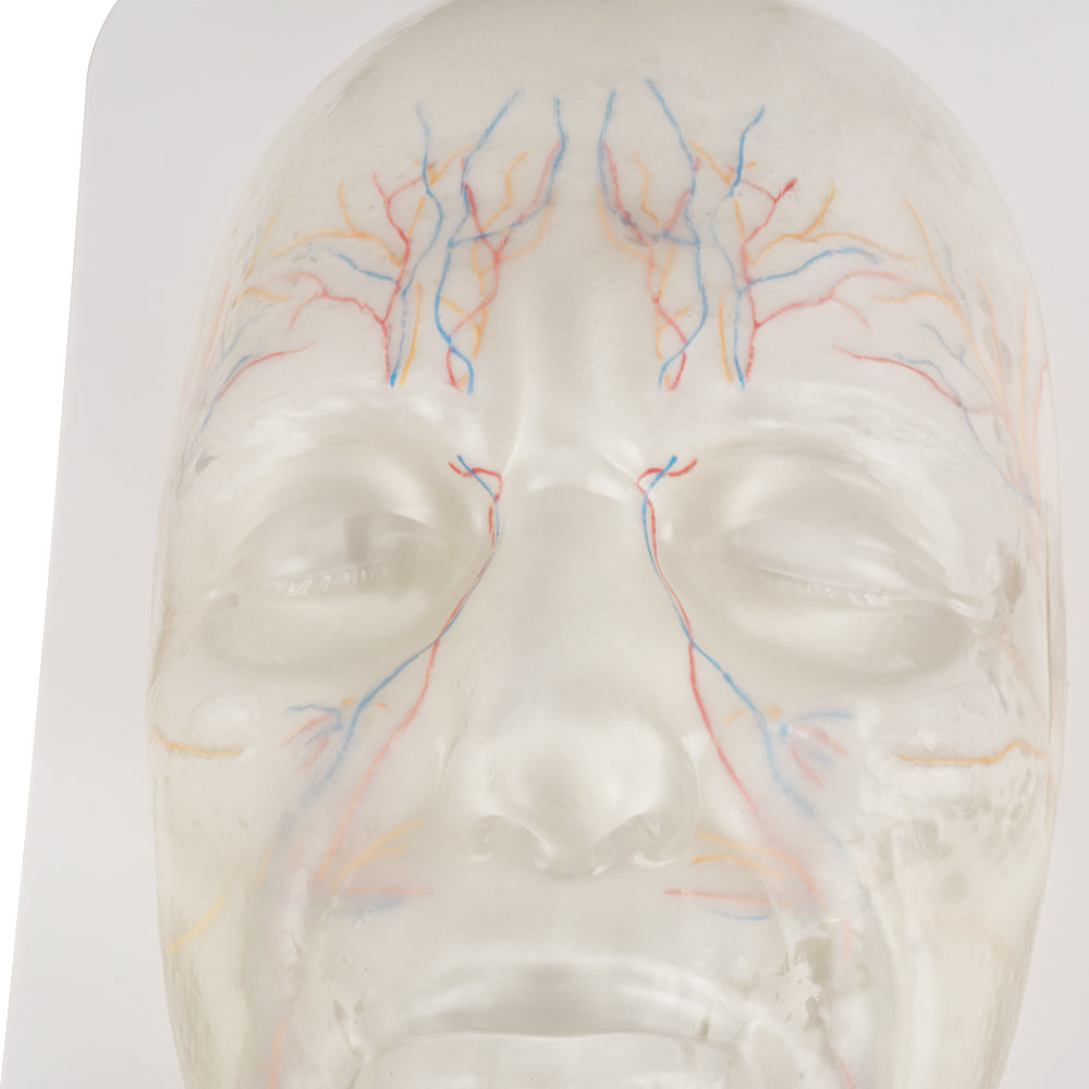 Transparent Facial Injection Training Model with Visible Nerves and Blood Vessels