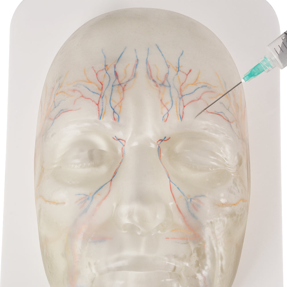 Transparent Facial Injection Training Model with Visible Nerves and Blood Vessels