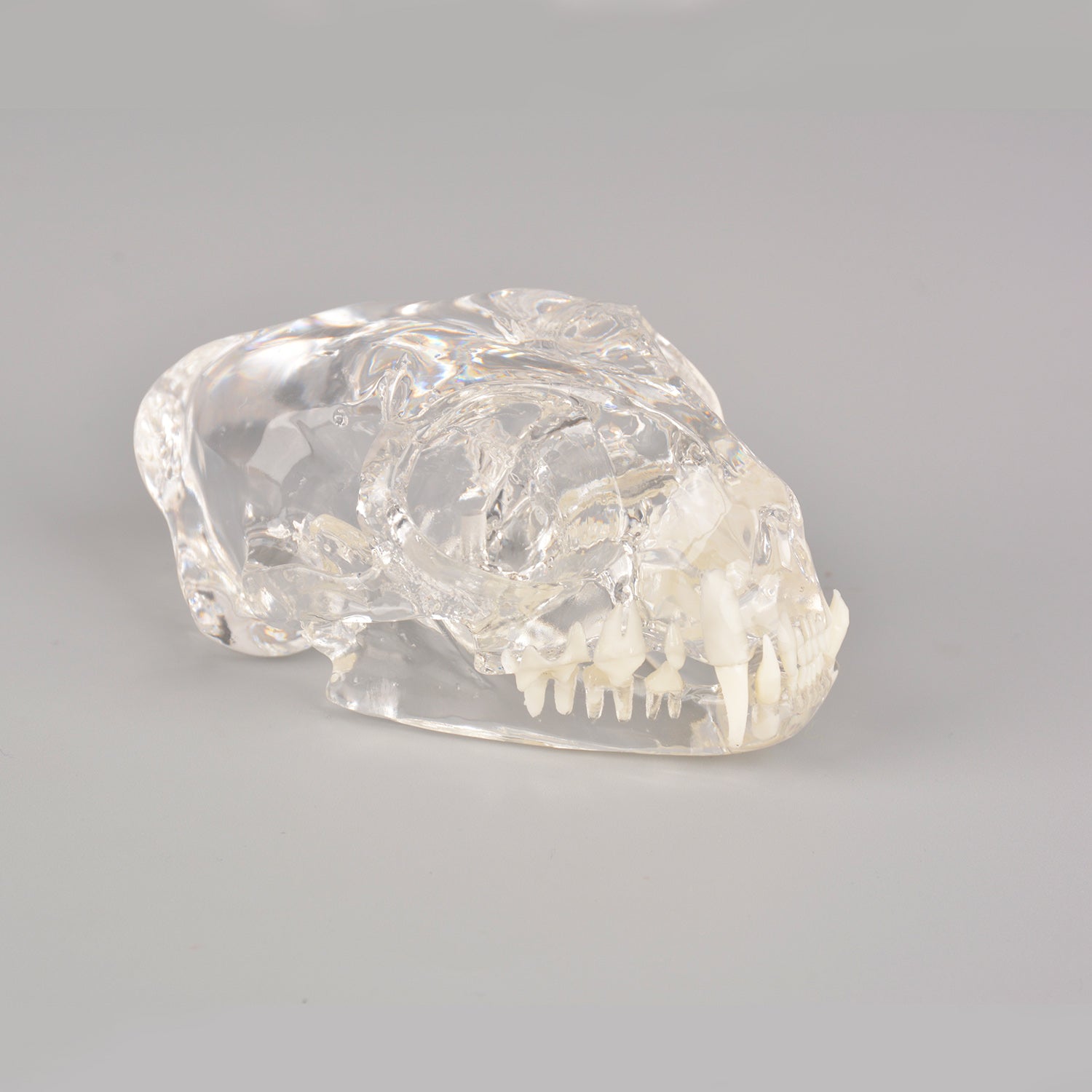 Transparent Feline Skull Model