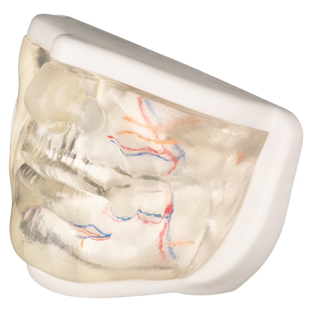 Transparent Lower Filler Training Face Model