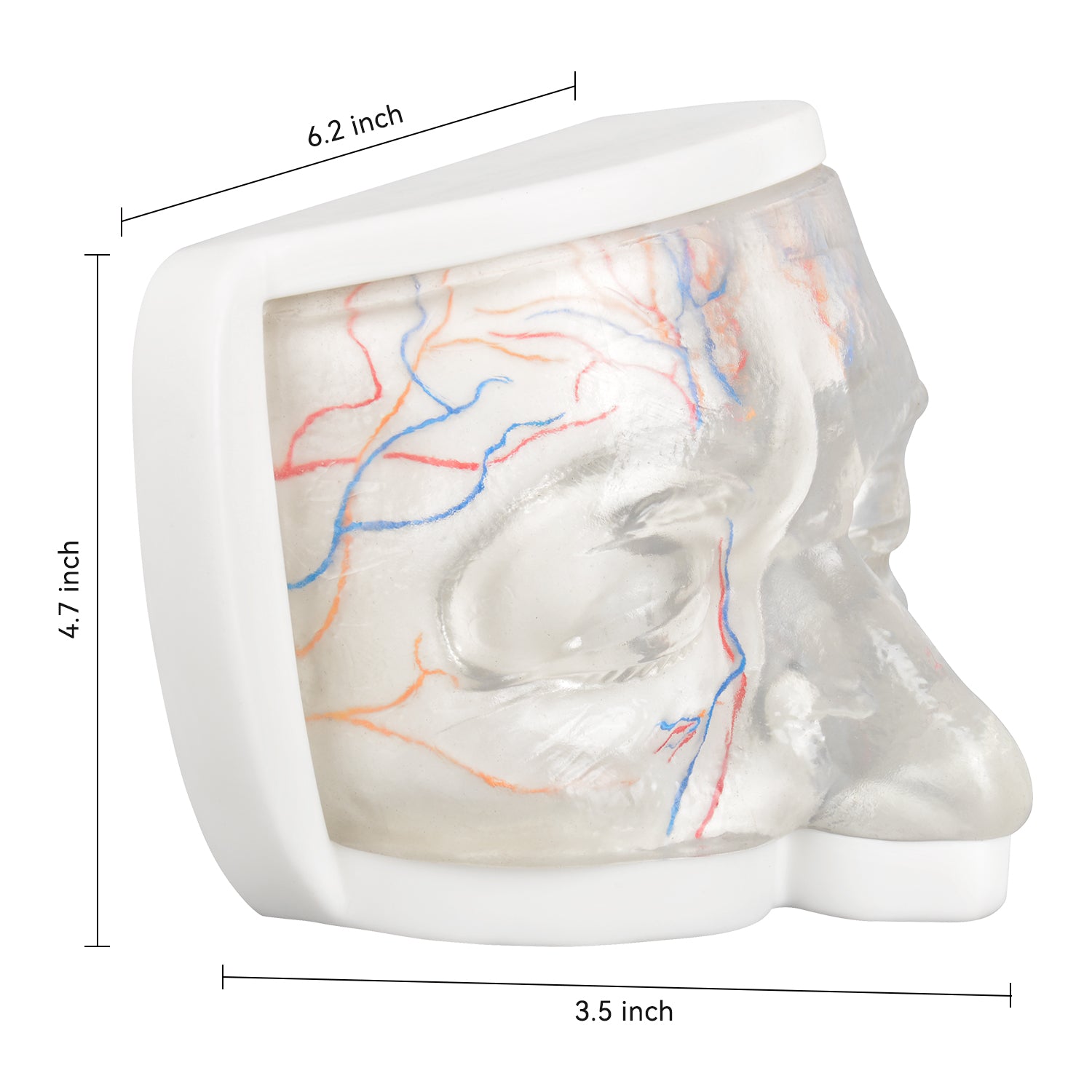 Upper Face Injection Training Simulator with Visual Injection Feedback