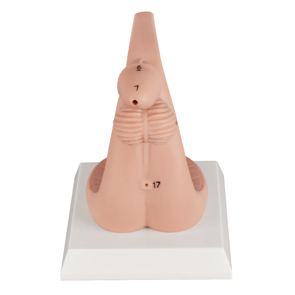 Urinary Catheter Practice Kit With Vaseline Included