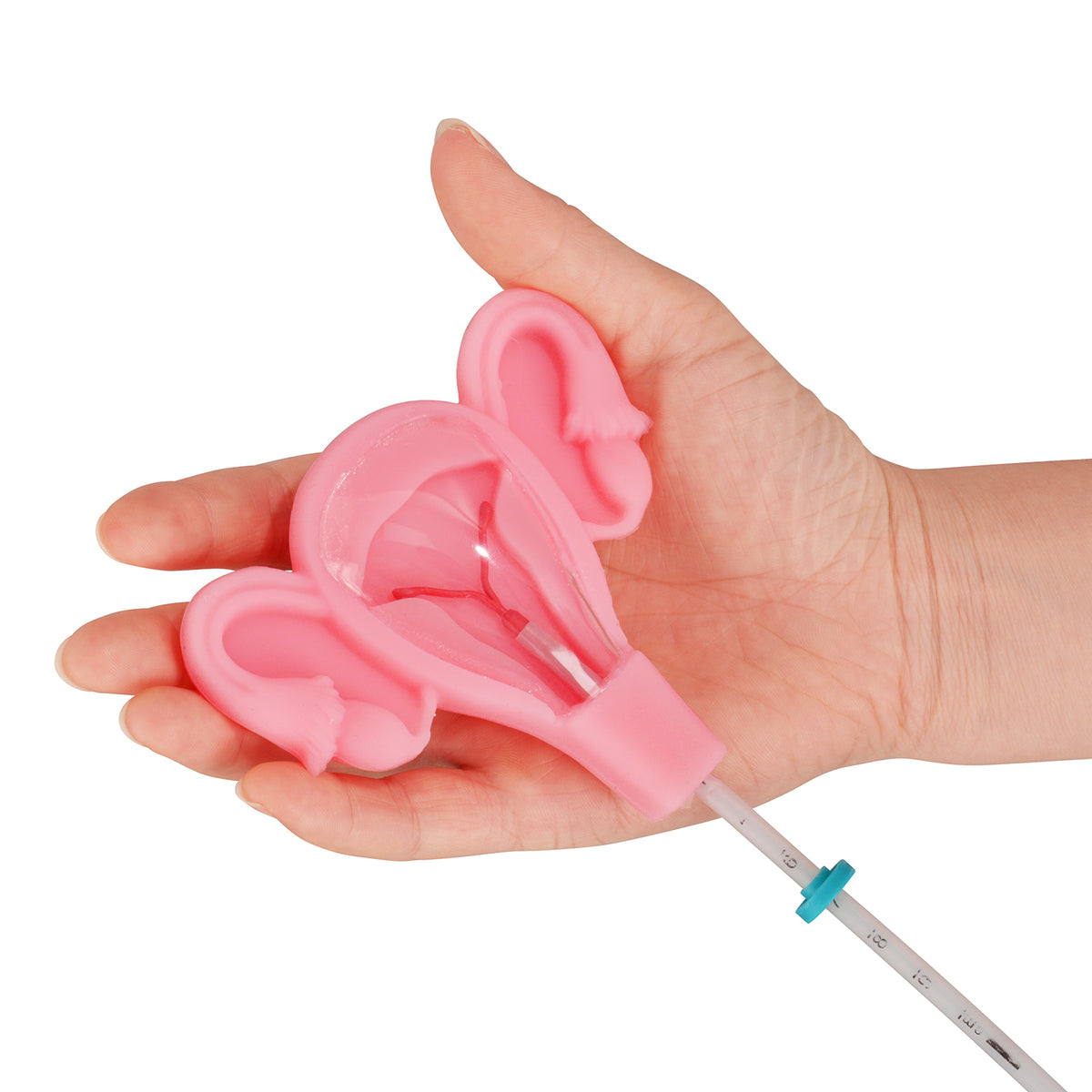 Uterus IUD Insertion Trainer