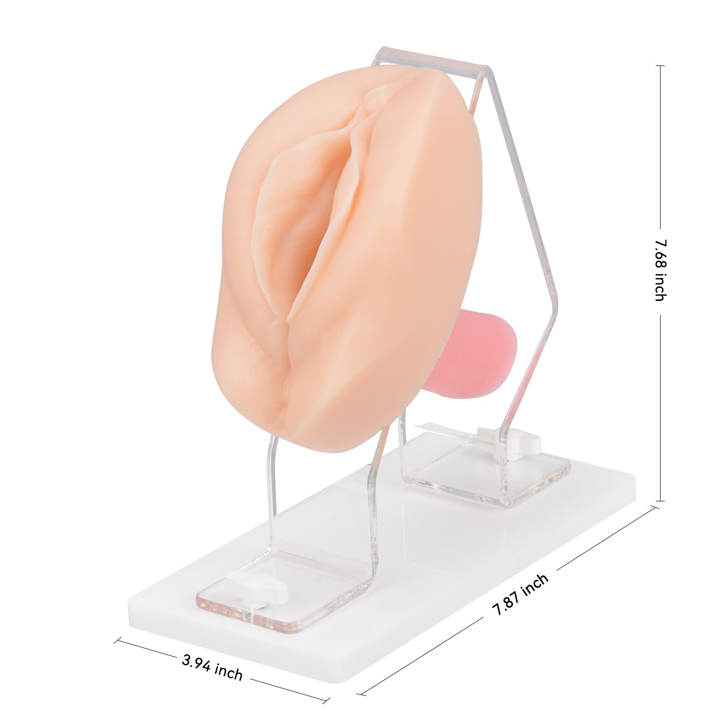 Vaginal and Pelvic Exam Training Simulator with Cervix