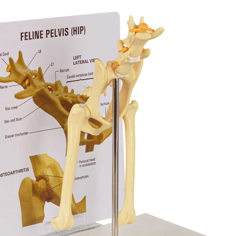 Veterinary Cat Hip Joint Training Model
