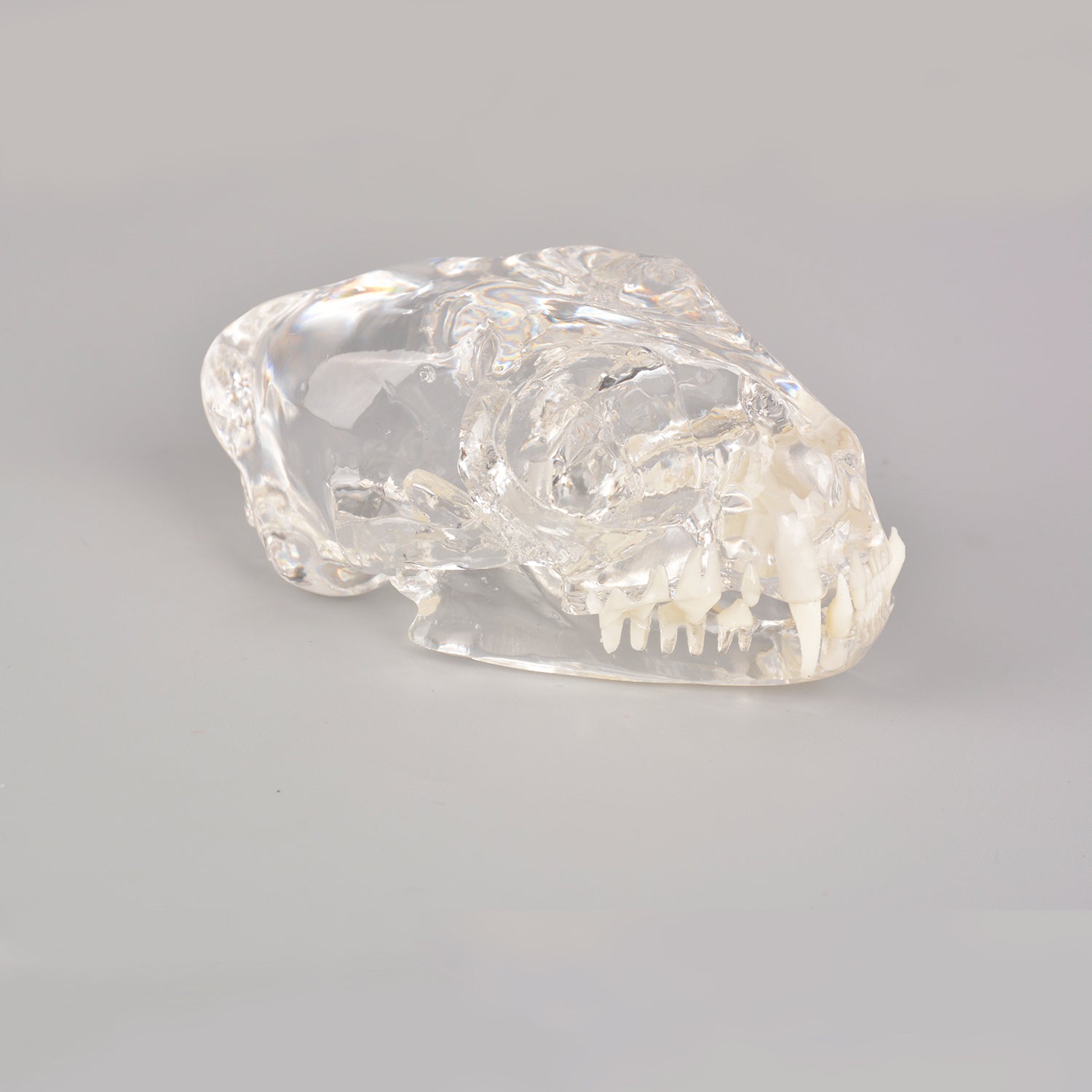 Veterinary Dental Procedure Demonstration Model