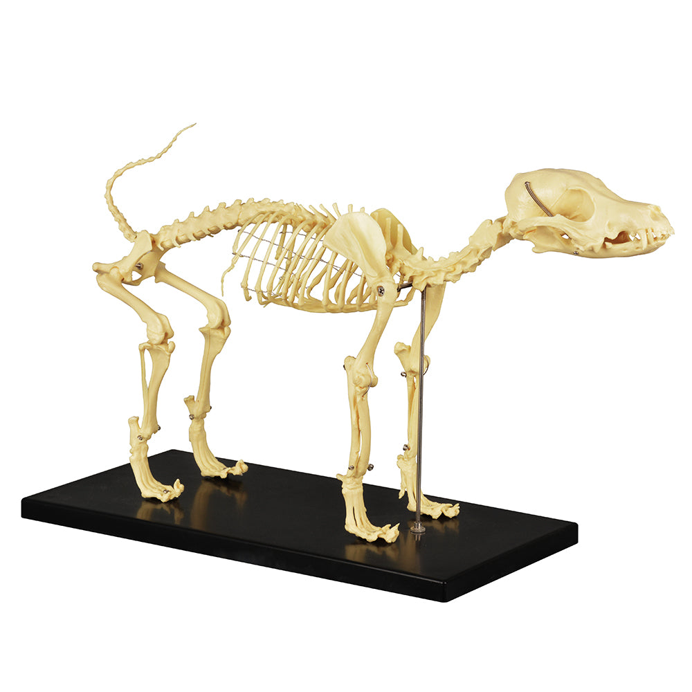 Veterinary Education Canine Skeleton Model
