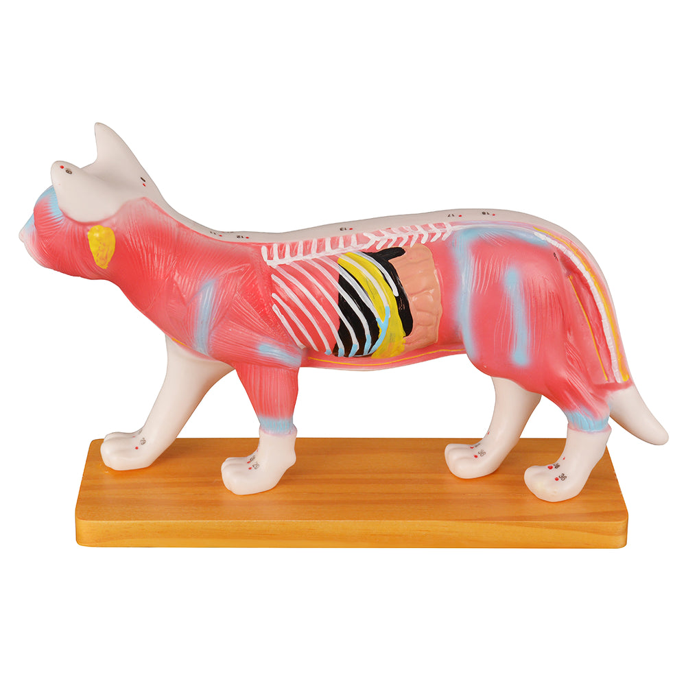 Veterinary Training Cat Model With Color Coding