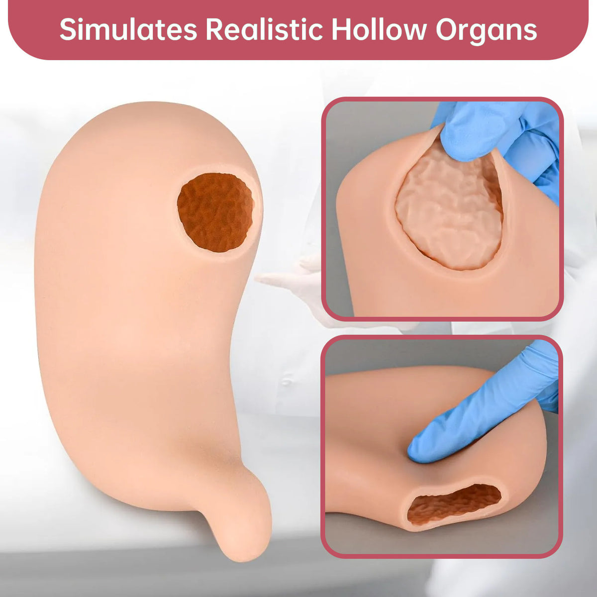 Gastric Suturing Trainer with Hollow Stomach Model