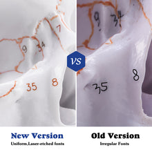 이미지를 갤러리 뷰어에 로드 , 360°Rotatable Upgraded Life Size Human Skull on Cervical Vertebrae Anatomical Model with Spinal Nerves and Arteries with Newest Laser-Etched Fonts for Medical Students - [shop_medarchitect]