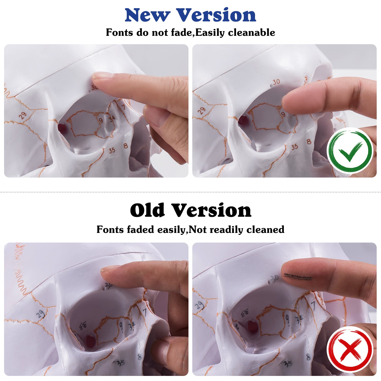 Life Size Human Head Skull Anatomical Model with Newest Laser-Etched Fonts & Base - [shop_medarchitect]