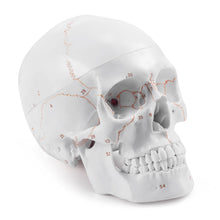 Load image into Gallery viewer, Life Size Human Head Skull Anatomical Model with Newest Laser-Etched Fonts &amp; Base - [shop_medarchitect]