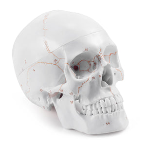 Life Size Human Head Skull Anatomical Model with Newest Laser-Etched Fonts & Base