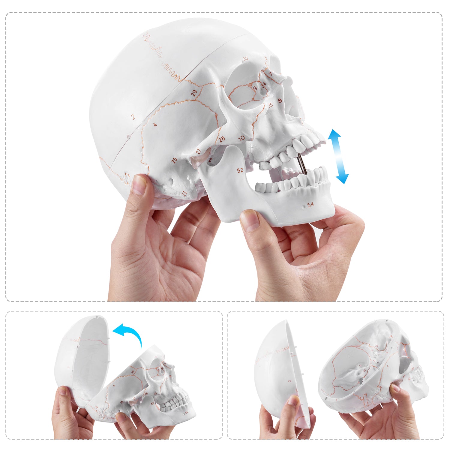 Life Size Human Head Skull Anatomical Model with Newest Laser-Etched Fonts & Base - [shop_medarchitect]