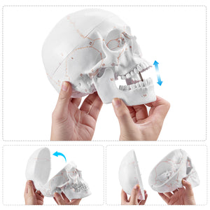 Life Size Human Head Skull Anatomical Model with Newest Laser-Etched Fonts & Base