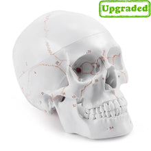 Load image into Gallery viewer, Upgraded Life Size Human Head Skull Anatomical Model with Newest Laser-Etched Fonts Not Hand Write Number, Not Smudged for Medical Student Human Anatomy Study Course - [shop_medarchitect]
