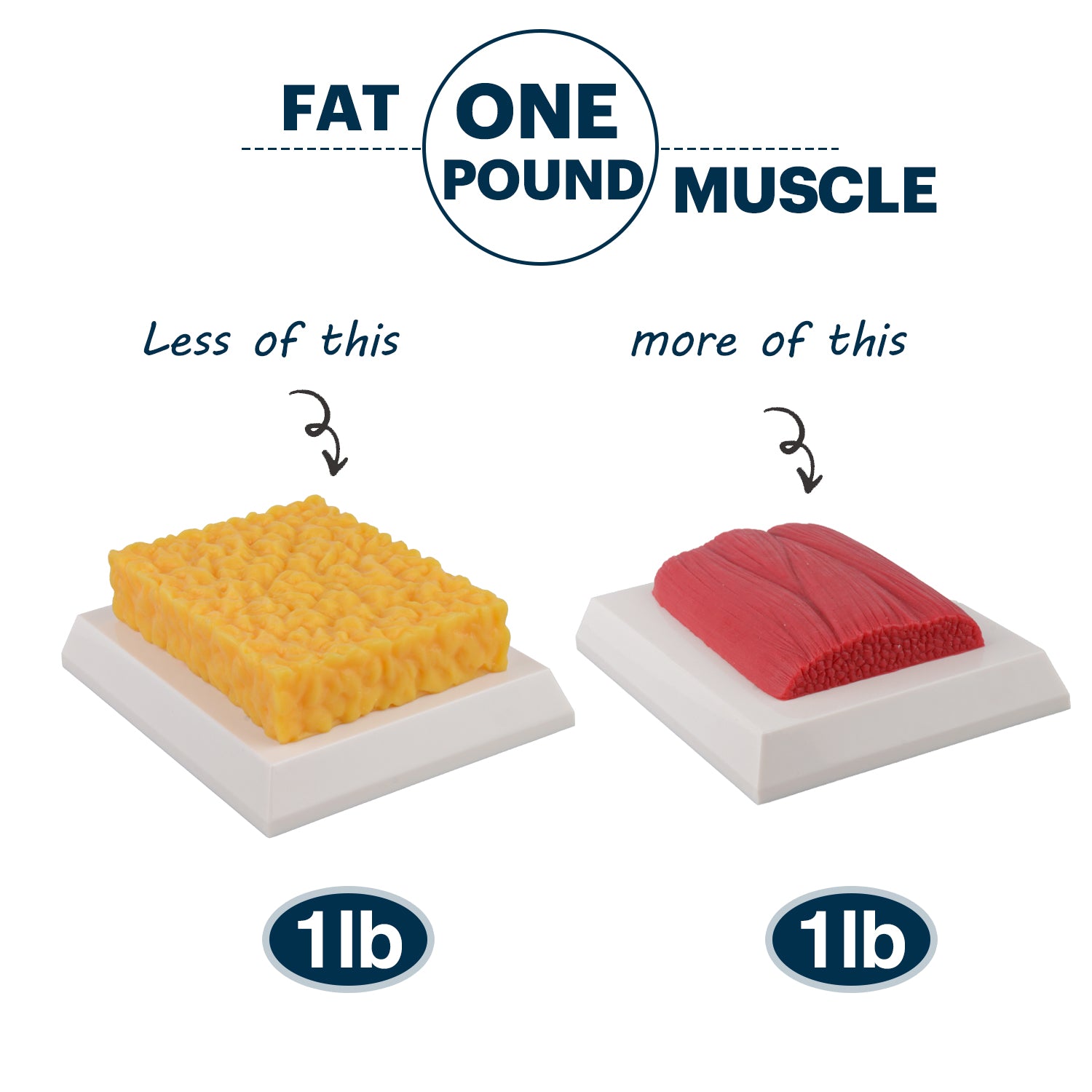 1lb Brick Fat Replica & 1lb Muscle Replica Set for Nutrition Courses Medical Science Classes Bodybuilding Boot Camps - [shop_medarchitect]