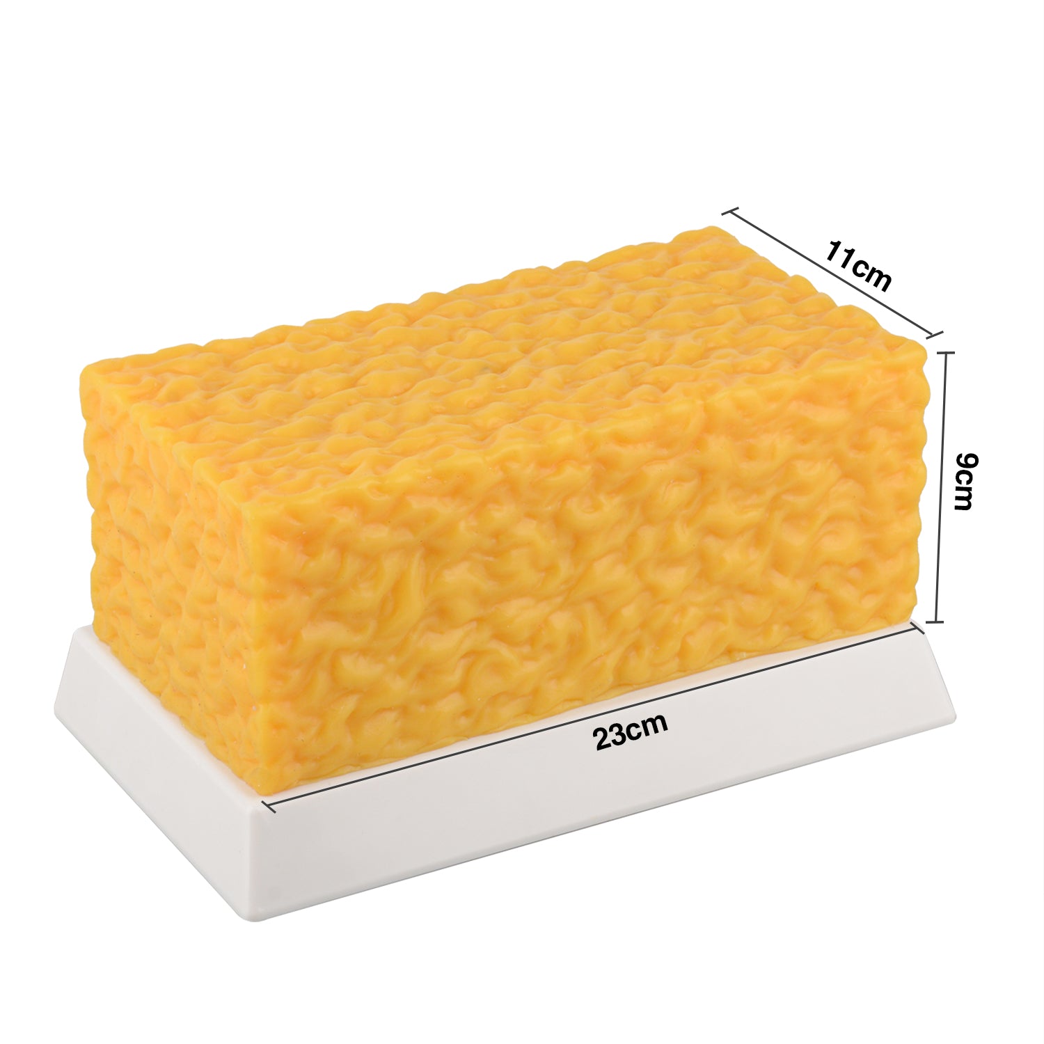 5lb Brick Fat Replica & 5lb Muscle Replica Set for Nutrition Courses Medical Science Classes Bodybuilding Boot Camps - [shop_medarchitect]