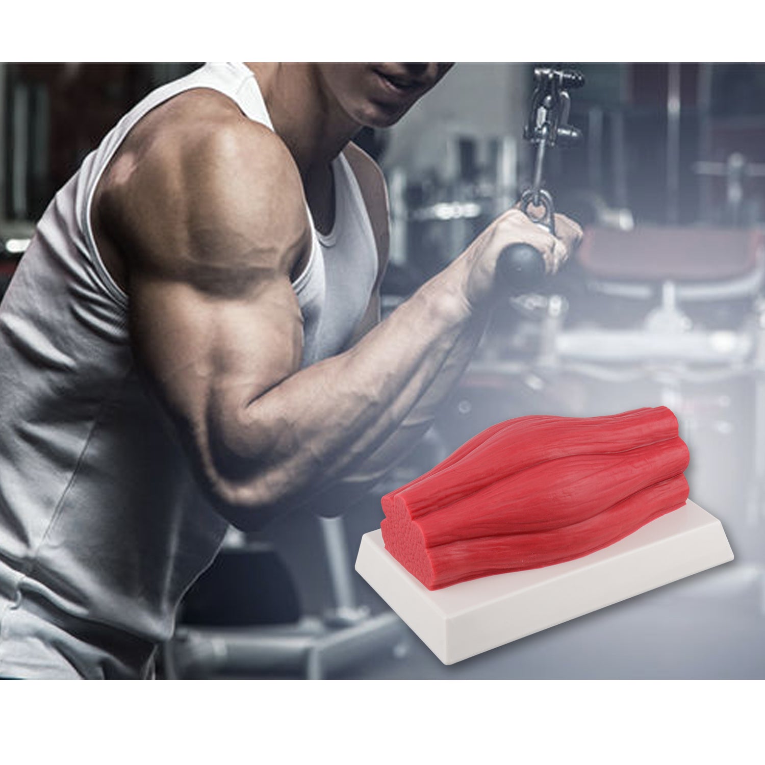 5lb Brick Fat Replica & 5lb Muscle Replica Set for Nutrition Courses Medical Science Classes Bodybuilding Boot Camps - [shop_medarchitect]