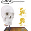 360 Degree Rotatable Skull Model For Anatomy Demonstration